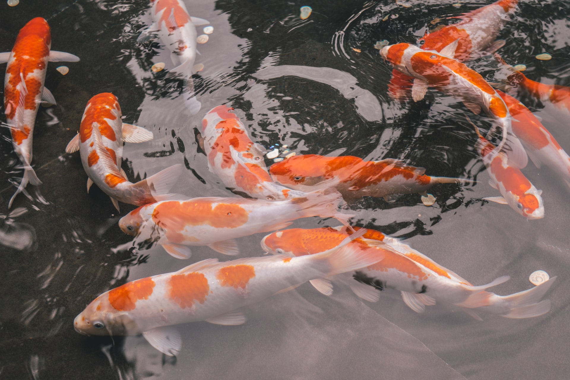 musicfox-fx-pXHqLZsLz_4-unsplash