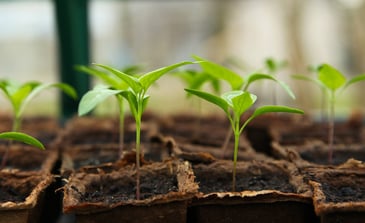 Nitrogen, Phosphorus, And Potassium In Soil